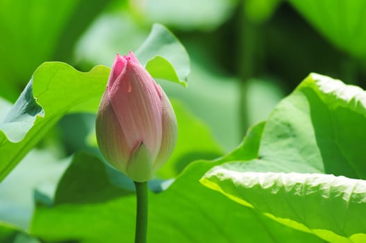 Pink lotus flower bud in pond in the summer