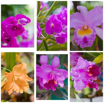 Beautiful orchid