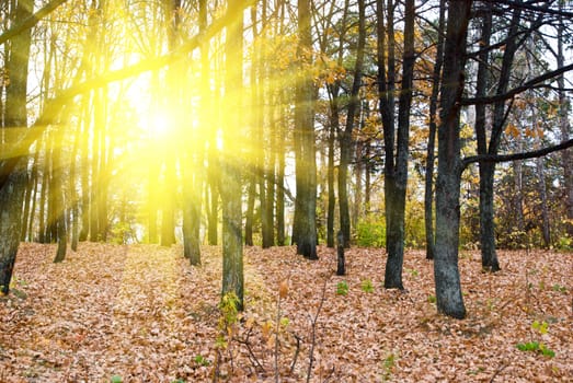 Sunlight at the Forest in autumn
