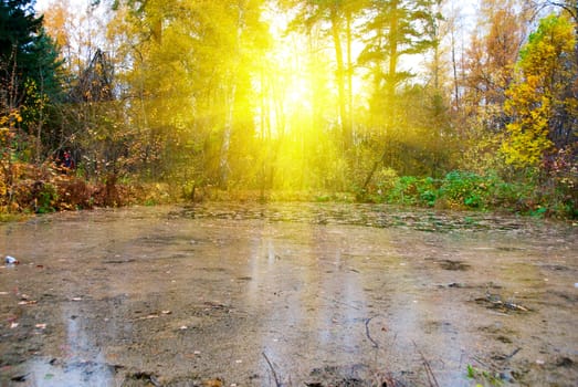 Bog at autumn sunlight forest landscape
