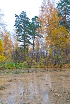 Photo of Bog at autumn forest landscape