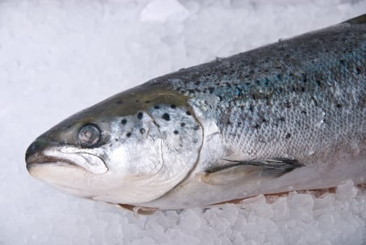 coolled fresh bright trout fish on ice background
