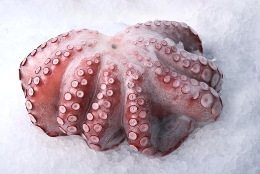 octopus isolated on the white background

