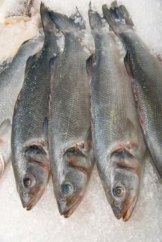 coolled fresh bright fish on ice background

