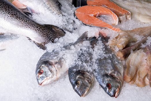The Dorado fish at fish sets on a ice background
