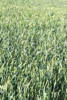 Closeup of a green Wheat Field.