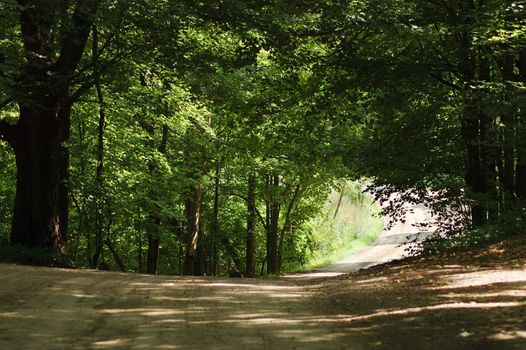 A country dirt road in late summer Michigan