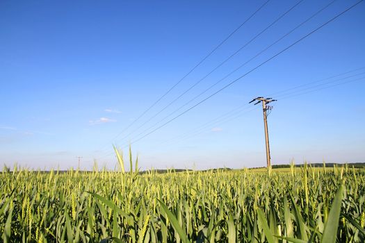 Power lines over a wheat field in Germany.