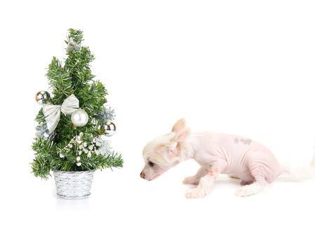 Chinese Crested puppy with firtree isolated on a white