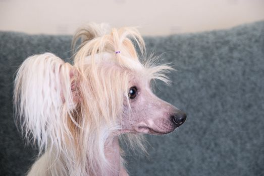 Chinese Crested Dog close up portrait