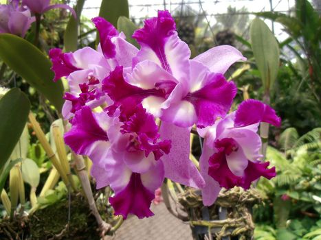 The Orchid flower in the greenhouse. Chonburi, Thailand, 2012. The Orchidaceae or orchid family is a diverse and widespread family of flowering plants with colorful and fragrant blooms.