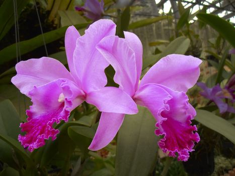 The Orchid flower in the greenhouse. Chonburi, Thailand, 2012. The Orchidaceae or orchid family is a diverse and widespread family of flowering plants with colorful and fragrant blooms.