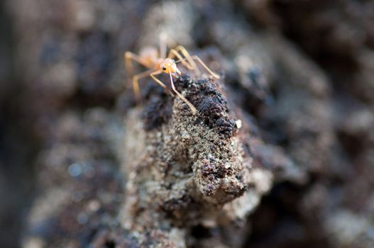 red ants teamwork in the garden 