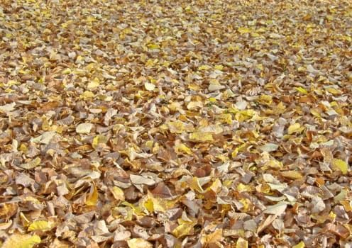 fallen fall or autumn leaves in the park background image