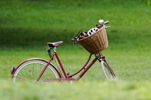 A red bicycle in a park