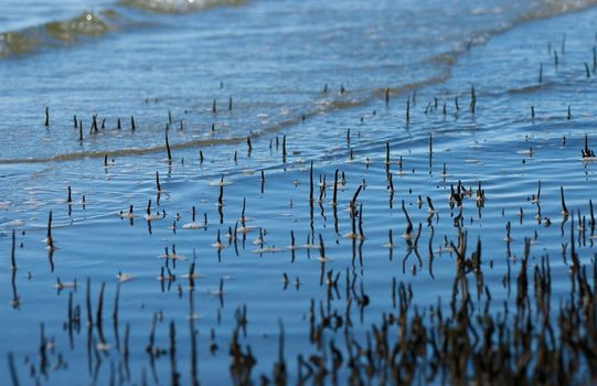 mangrove suckers coming out of the water at the beach