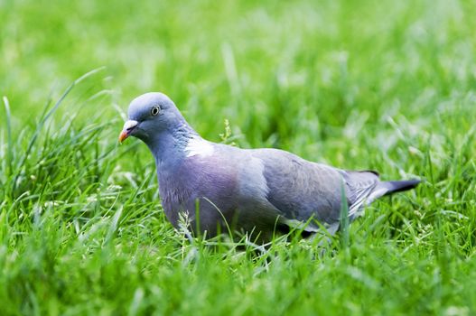 A pigeon in the grass