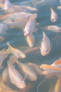 picture of many nile tilapia in a farm