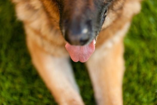 detail of a dog's tonge when breath