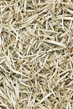 White tea leaves background texture. Silver needle chinese tea leaves premium quality luxury tea closeup.