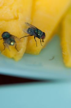 green fly on yellow mango