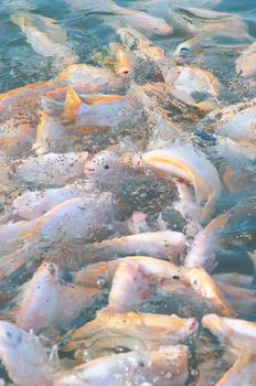 picture of many nile tilapia in a farm