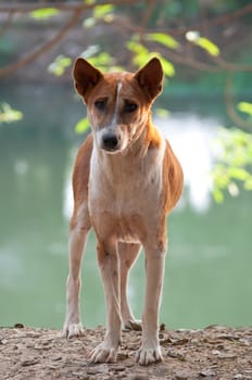 Homeless stray Thai dog on the countryside way