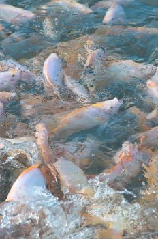 picture of many nile tilapia in a farm