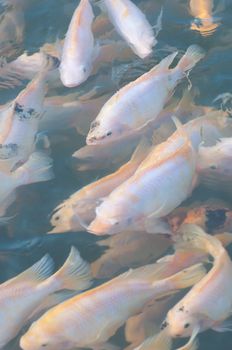 picture of many nile tilapia in a farm