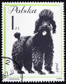 POLAND - CIRCA 1963: a stamp printed in the Poland shows Poodle, Dog, circa 1963