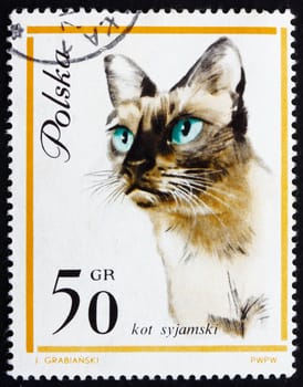 POLAND - CIRCA 1963: a stamp printed in the Poland shows Siamese Cat, circa 1963