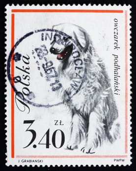 POLAND - CIRCA 1963: a stamp printed in the Poland shows Sheep Dog, circa 1963