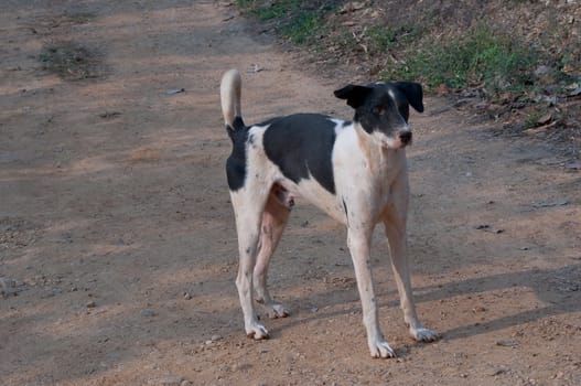 Homeless stray Thai dog on the countryside way