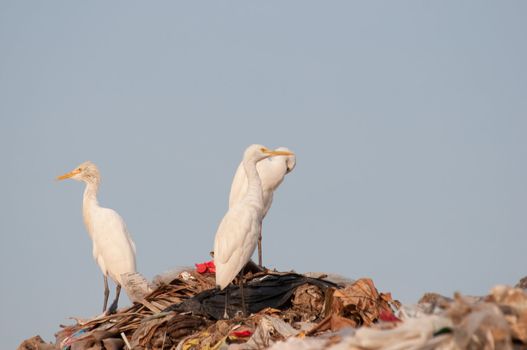 many egrets on the garbage heap