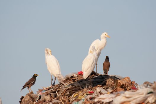 many egrets on the garbage heap