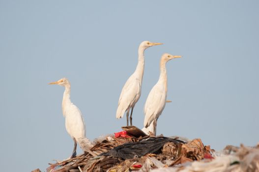many egrets on the garbage heap