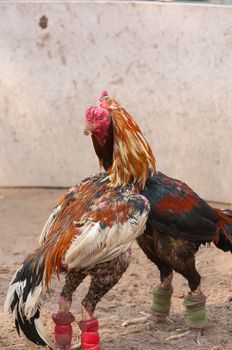 this  picture is a pair of Thai fighting cock 