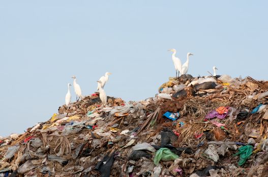many egrets on the garbage heap