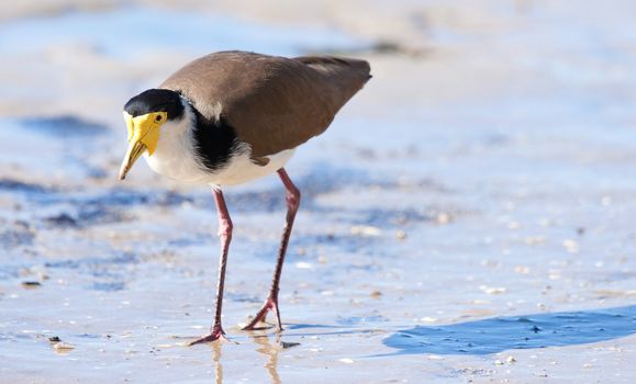 great image of a masked lapwing bird on the beach