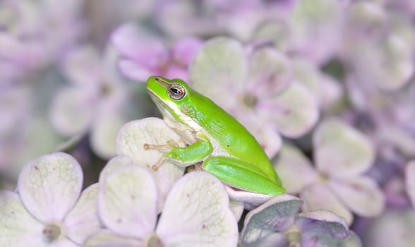 a little dwarf green frog sits amongst the flowers
