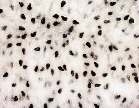 Dragon fruit seed and tissue close up background