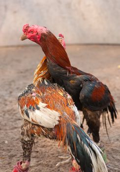 this  picture is a pair of Thai fighting cock 
