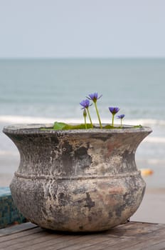 picture of purple lotus in ancient pot 