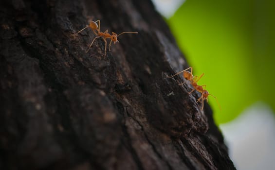 picture of red ant on a tree