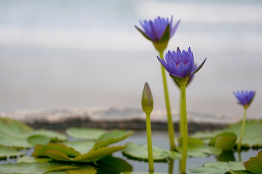 picture of purple lotus in ancient pot 