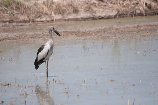Open billed Stork bird, Anastomus oscitans in the water
