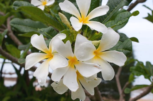 Frangipani, Plumeria, Templetree colorful flower