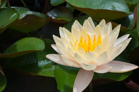 yellow water lily in the pond