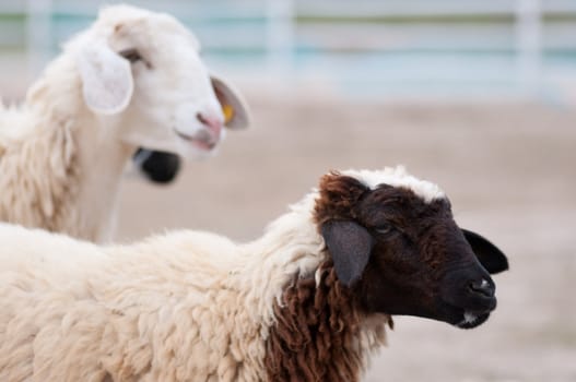 This picture  is sheeps in a farm