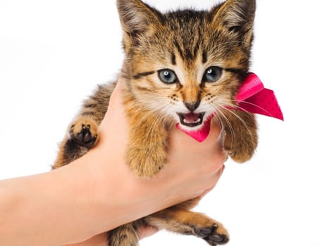 Small striped kitten with ribbon in the woman's hands isolated on white